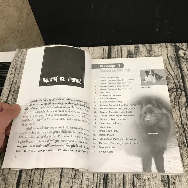 Dog in Thailand Volume 1 รวมสุนัขสายพันธุ์ของนิยมในประเทศไทย - ทวีศักดิ์ รูปที่ 11