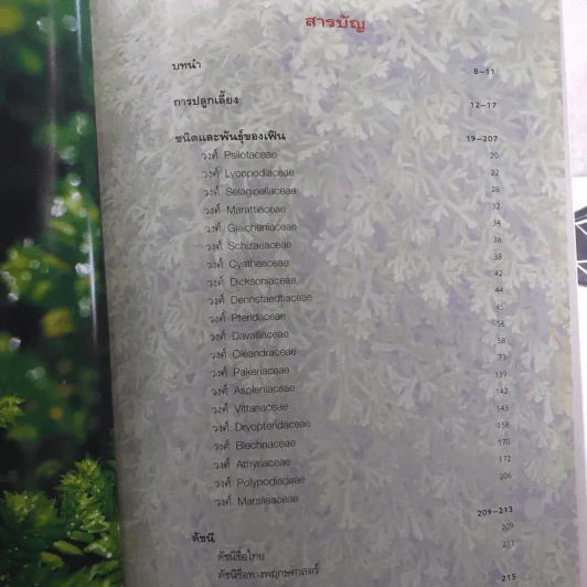 เฟิน ต้นตระกูลไม้ประดับ - ม.ล.จารุพันธ์ ทองแถม รูปที่ 13