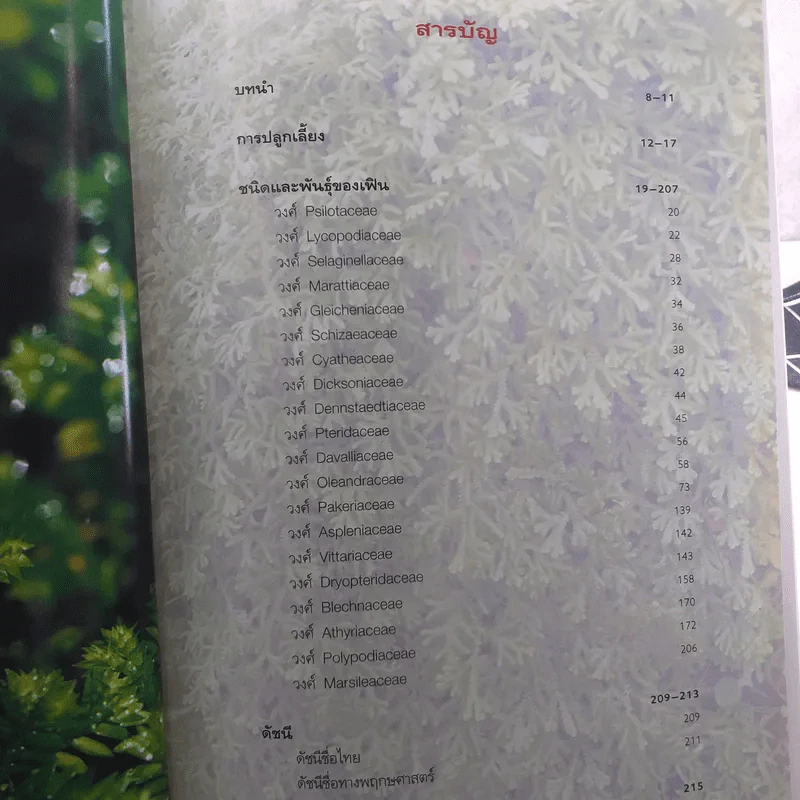 เฟิน ต้นตระกูลไม้ประดับ - ม.ล.จารุพันธ์ ทองแถม รูปที่ 13
