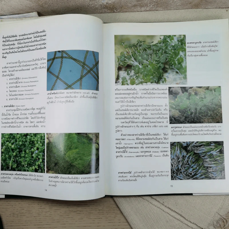 อาณาจักรสิ่งมีชีวิต เล่ม 1 อาณาจักรโมเนอรา อาณาจักรโปรติสตา อาณาจักรพืช - สมสุข มัจฉาชีพ รูปที่ 14