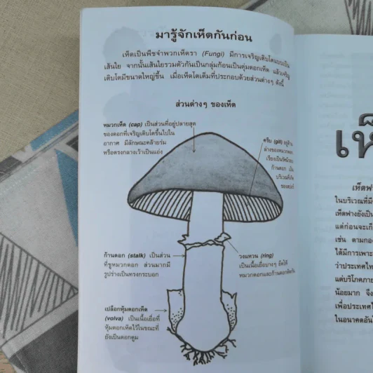 เพาะเห็ดขาย สร้างอาชีพใหม่ เพิ่มรายได้ - อดุลย์ รัตนมั่นเกษม รูปที่ 10