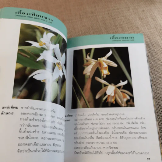 คู่มือคนรักต้นไม้ กล้วยไม้ไทย เล่ม 2 - วชิรพงศ์ หวลบุตตา รูปที่ 12