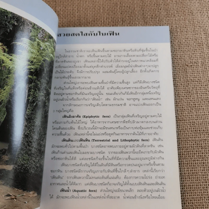 คู่มือคนรักต้นไม้ เฟิน - ปัทมา แซ่ลี้ รูปที่ 9