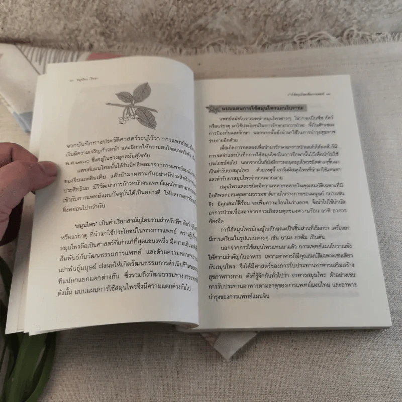 สมุนไพรเป็นยา Medicinal Herbs - เบญจพรรณ ศิงขราภูมิ รูปที่ 11