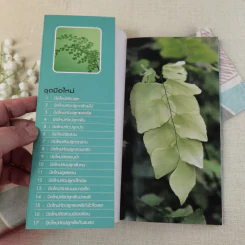 มือใหม่หัดปลูก เฟิน Easy Fern - อุไร จิรมงคลการ รูปที่ 4