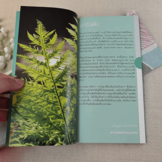 มือใหม่หัดปลูก เฟิน Easy Fern - อุไร จิรมงคลการ รูปที่ 6