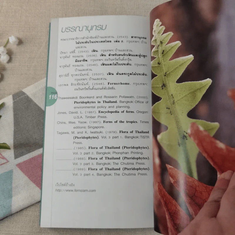 มือใหม่หัดปลูก เฟิน Easy Fern - อุไร จิรมงคลการ รูปที่ 9