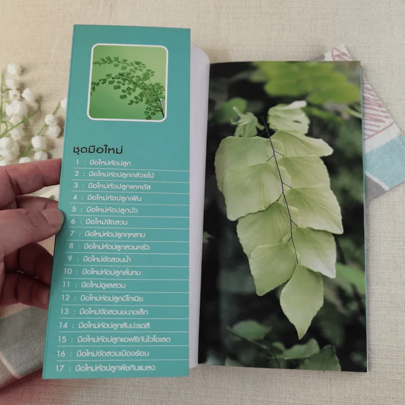 มือใหม่หัดปลูก เฟิน Easy Fern - อุไร จิรมงคลการ รูปที่ 4