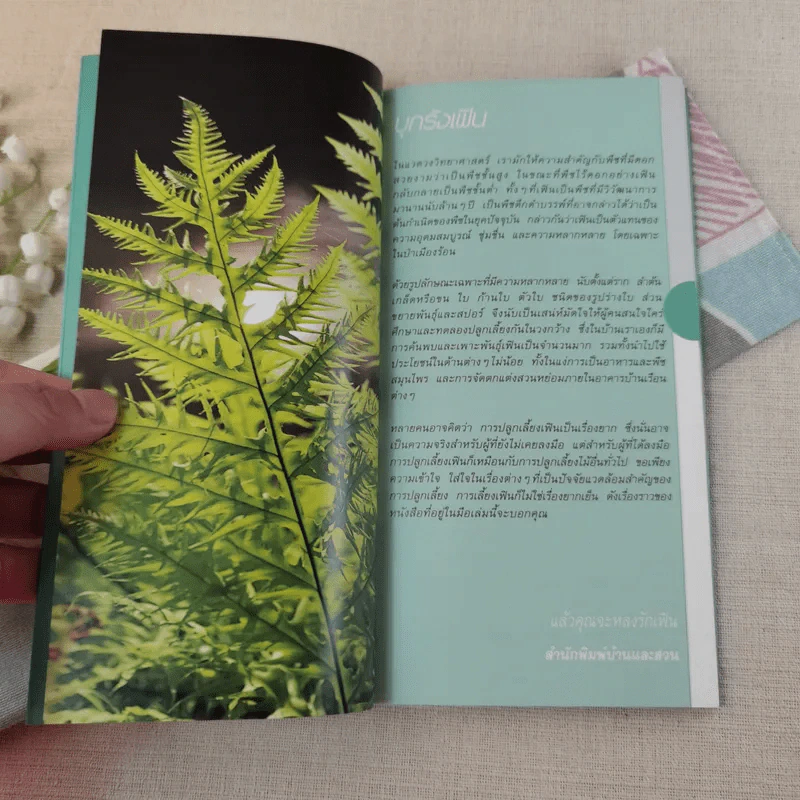 มือใหม่หัดปลูก เฟิน Easy Fern - อุไร จิรมงคลการ รูปที่ 6