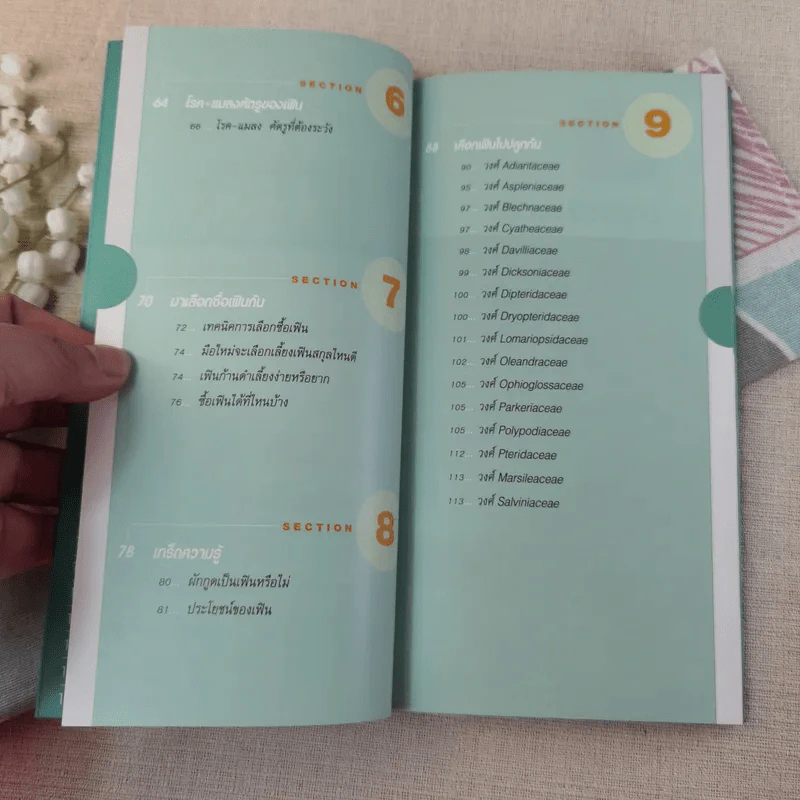 มือใหม่หัดปลูก เฟิน Easy Fern - อุไร จิรมงคลการ รูปที่ 8