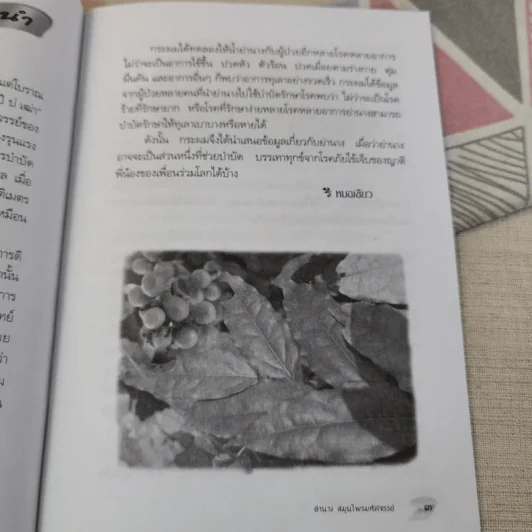 ย่านาง สมุนไพรมหัศจรรย์ - ใจเพชร มีทรัพย์ (หมอเขียว) รูปที่ 9