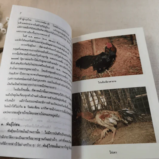 ไก่ชน เทคนิคการผสมพันธุ์และการเลี้ยงดู - รศ.ดร.อภิชัย รัตนวราหะ รูปที่ 12
