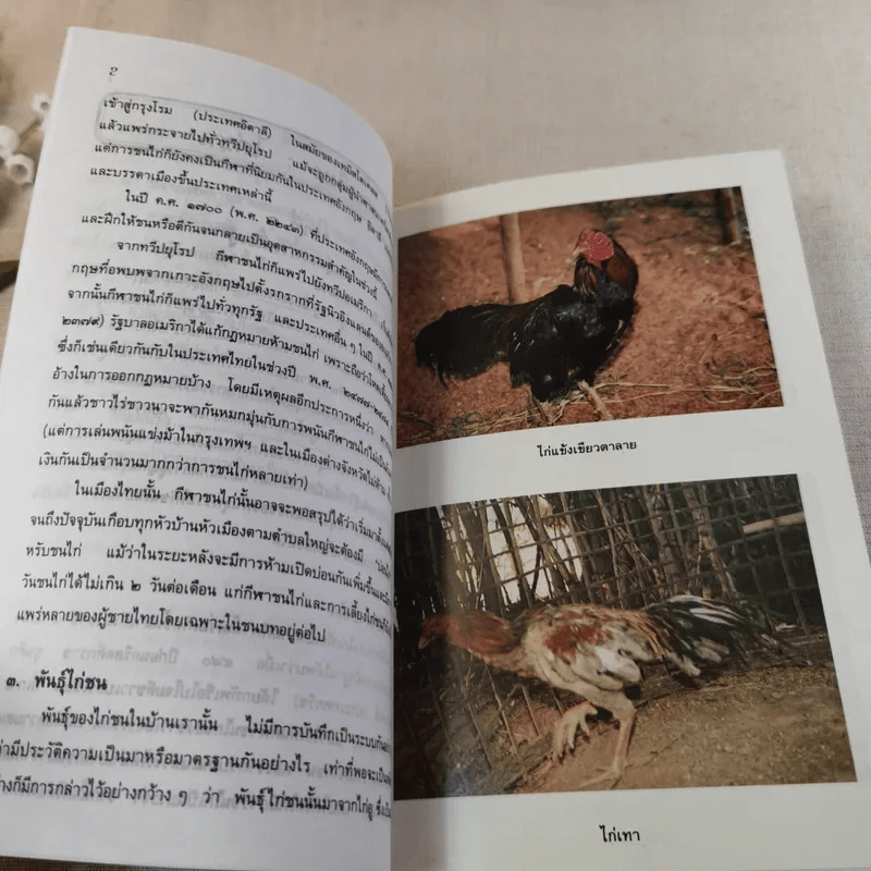 ไก่ชน เทคนิคการผสมพันธุ์และการเลี้ยงดู - รศ.ดร.อภิชัย รัตนวราหะ รูปที่ 12