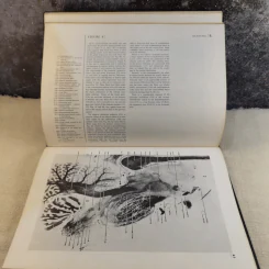 Atlas of the Central Nervous System in Man - Miller & Burack รูปที่ 12