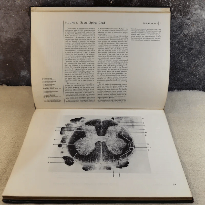 Atlas of the Central Nervous System in Man - Miller & Burack รูปที่ 10