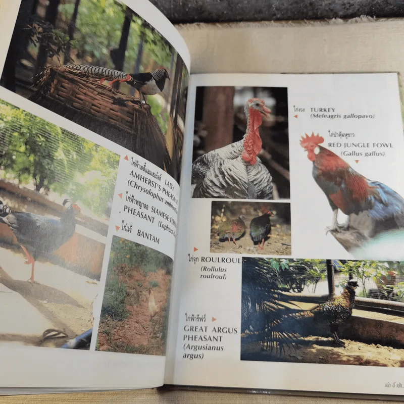 ชุดธรรมชาติและสิ่งแวดล้อม ฉบับเอ้ก อี๊ เอ้ก เอ้ก รูปที่ 11