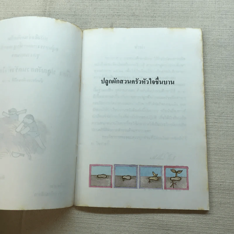 ปลูกผักสวนครัวหัวใจชื่นบาน หนังสืออ่านเพิ่มเติม ชั้นป.3-4 รูปที่ 5
