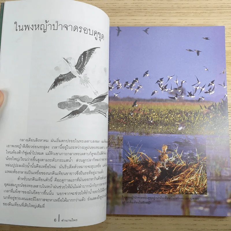 ดวงใจแห่งไพรพฤกษ์ - ดวงดาว สุวรรณรังษี รูปที่ 9