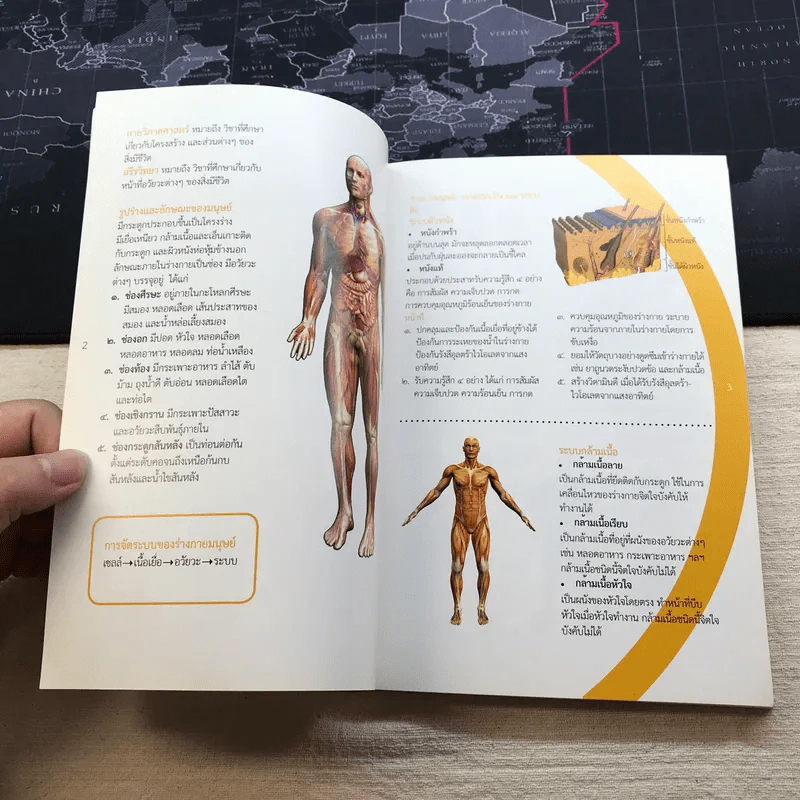 คู่มือปฐมพยาบาล First Aid Manual - สภากาชาดไทย รูปที่ 11