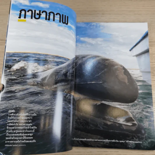 National Geographic ฉบับที่ 124 พ.ย.2554 ปริศนามหาสมบัติแห่งยุคกลาง รูปที่ 9