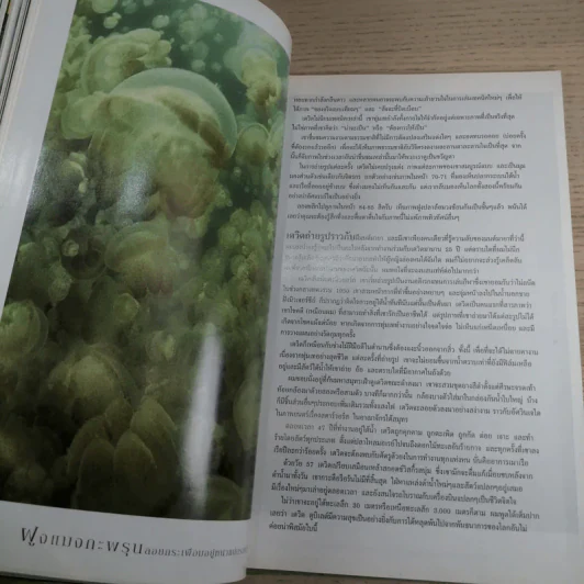 NATIONAL GEOGRAPHIC ต.ค.2545 ปริศนาแห่งแดนไอยคุปต์ รูปที่ 11