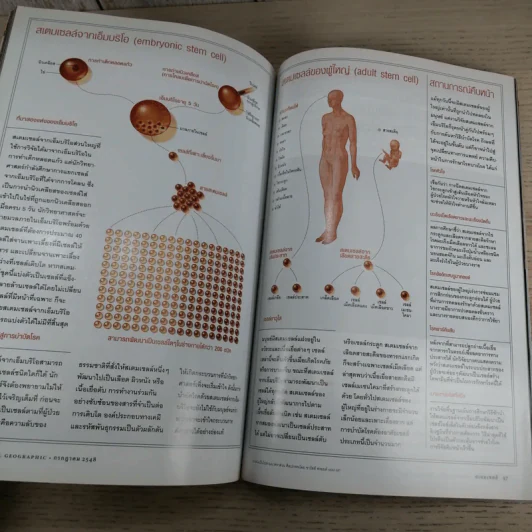National Geographic ก.ค.2548 สเตมเซลล์ รูปที่ 15