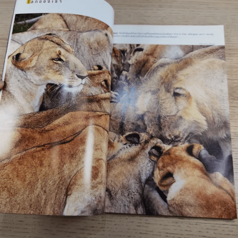 National Geographic ฉบับที่ 80 มี.ค.2551 เจาะโลกไขกำเนิดจักรวาล รูปที่ 11