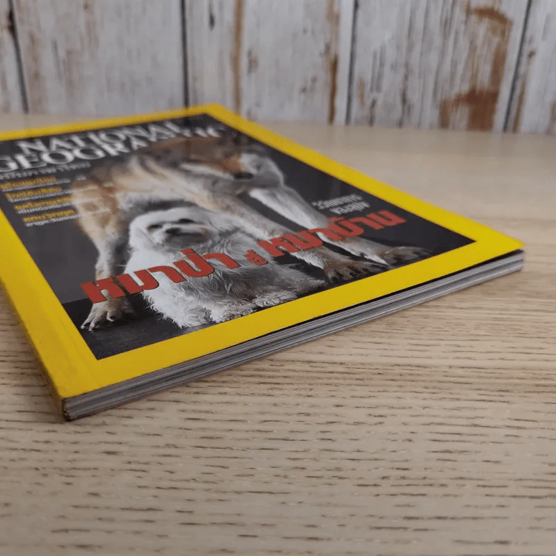 National Geographic ม.ค.2545 วิวัฒนาการของสุนัข หมาป่าสู่หมาบ้าน รูปที่ 5