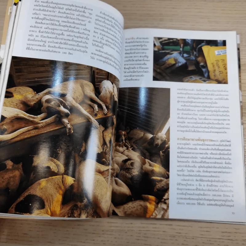 National Geographic ม.ค.2545 วิวัฒนาการของสุนัข หมาป่าสู่หมาบ้าน รูปที่ 12