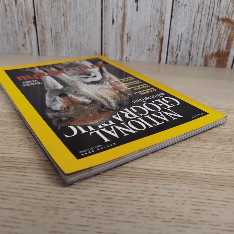 National Geographic ม.ค.2545 วิวัฒนาการของสุนัข หมาป่าสู่หมาบ้าน รูปที่ 7
