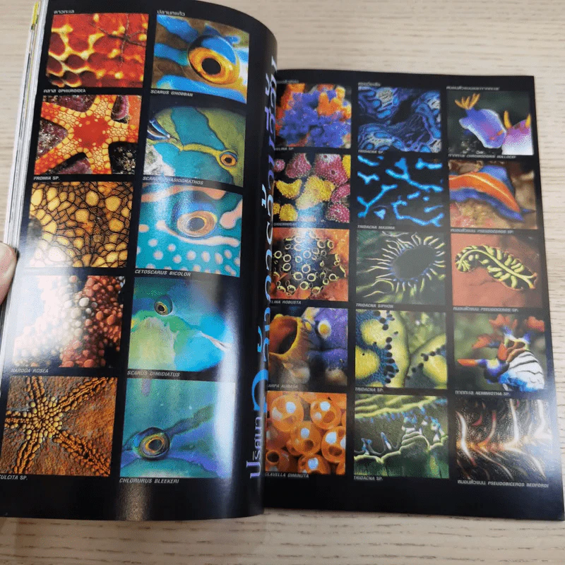 National Geographic พ.ค.2548 ถอดรหัสชีวิตดาวินชี รูปที่ 15