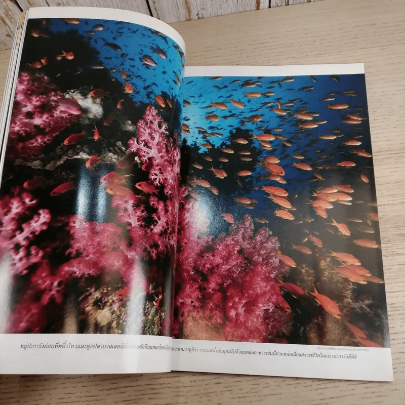 National Geographic พ.ย.2547 ท้าทายทฤษฎีวิวัฒนาการ ชาร์ลส์ ดาร์วิน รูปที่ 11
