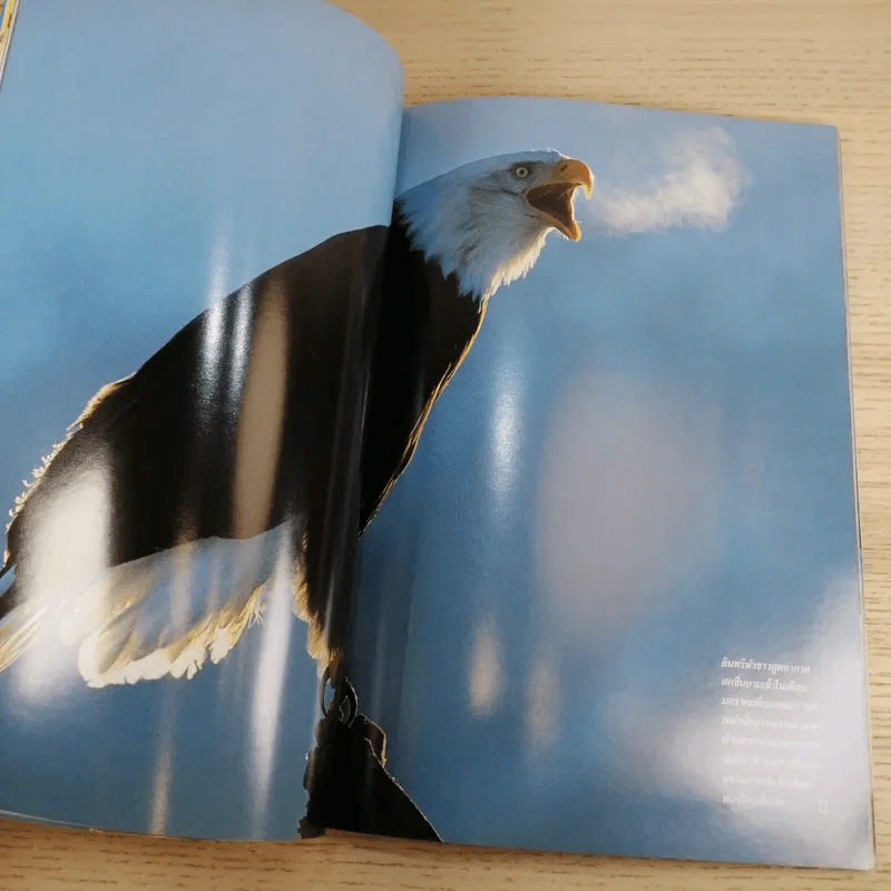 National Geographic ก.ค.2545 อินทรีหัวขาวผงาดฟ้า รูปที่ 12