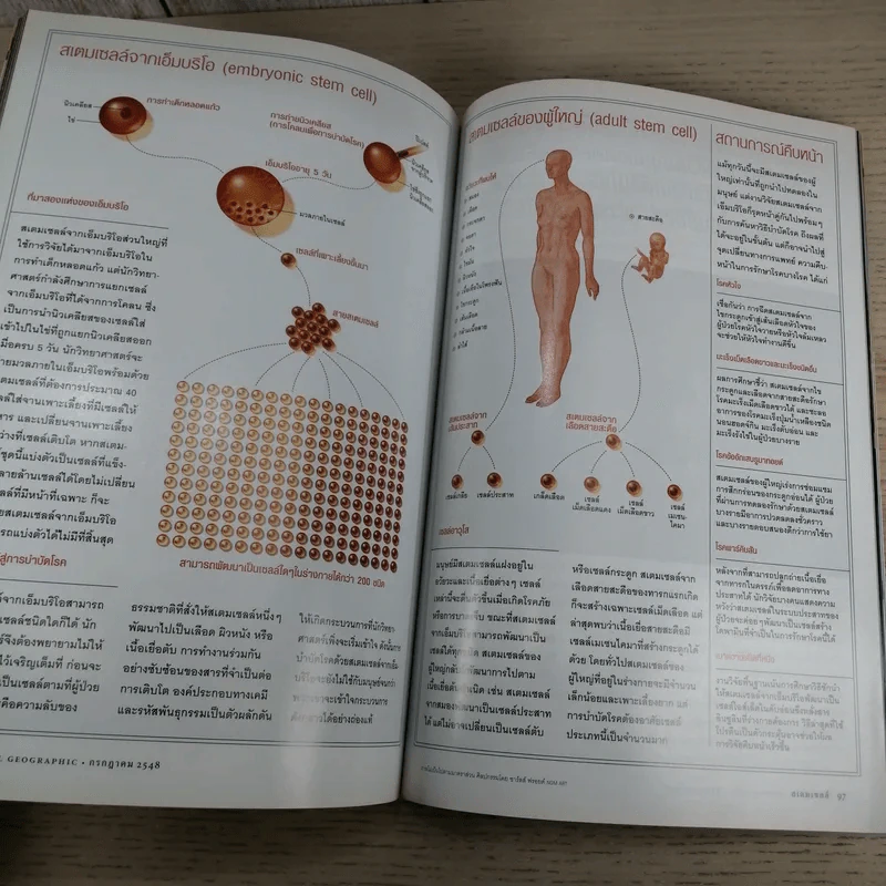 National Geographic ก.ค.2548 สเตมเซลล์ รูปที่ 15