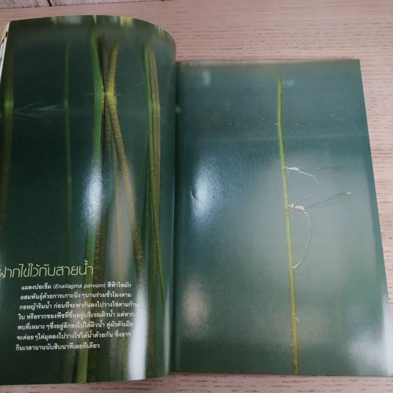 National Geographic ส.ค.2548 อวสานน้ำมัน รูปที่ 9