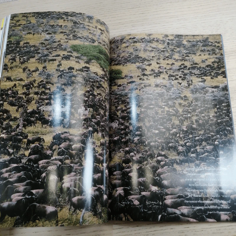 National Geographic ก.ย.2548 แอฟริกา รูปที่ 14