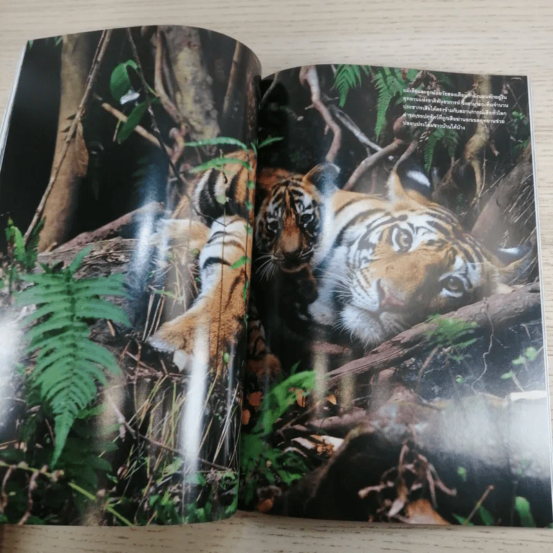 National Geographic ฉบับที่ 126 ม.ค.2555 ผจญภัยใต้หุบผาเร้นลับ รูปที่ 12