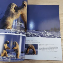 National Geographic ก.พ.2547 หมีขาว พยัคฆ์ร้ายแห่งแดนขั้วโลก รูปที่ 11
