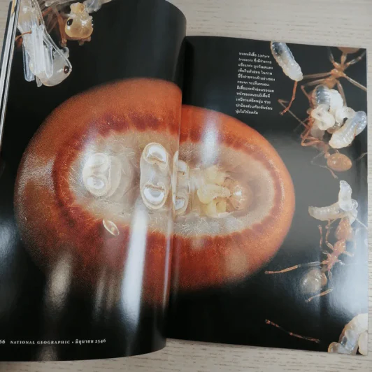 National Geographic มิ.ย.2546 แบบแดดล่ม รูปที่ 12