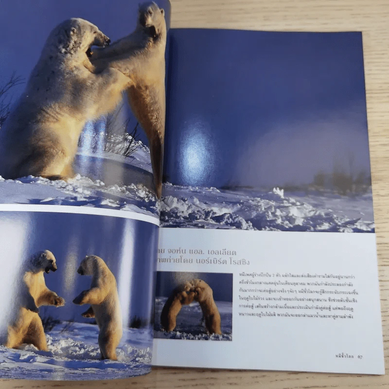 National Geographic ก.พ.2547 หมีขาว พยัคฆ์ร้ายแห่งแดนขั้วโลก รูปที่ 11