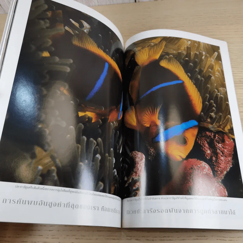 National Geographic ก.พ.2547 หมีขาว พยัคฆ์ร้ายแห่งแดนขั้วโลก รูปที่ 13