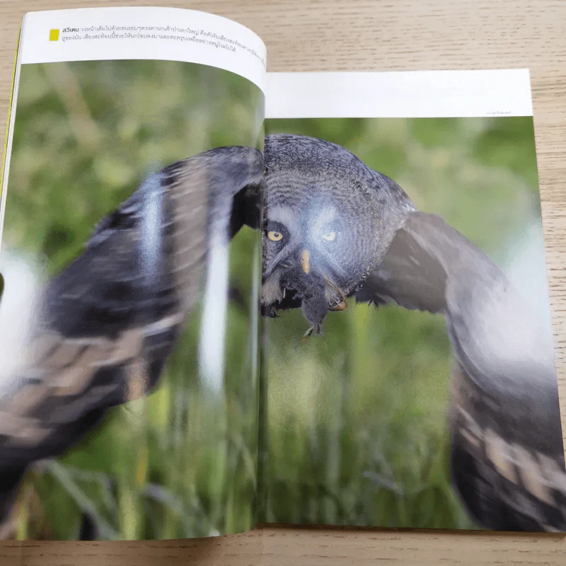 National Geographic ก.พ.2551 นารีผู้สาบสูญ ทับทิมสยาม รูปที่ 9
