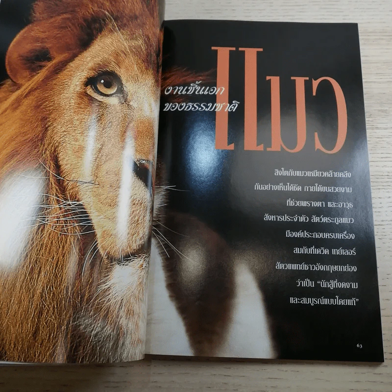 National Geographic ก.ค.2546 แมว ธรรมชาติช่างสรรค์สร้างมา รูปที่ 11