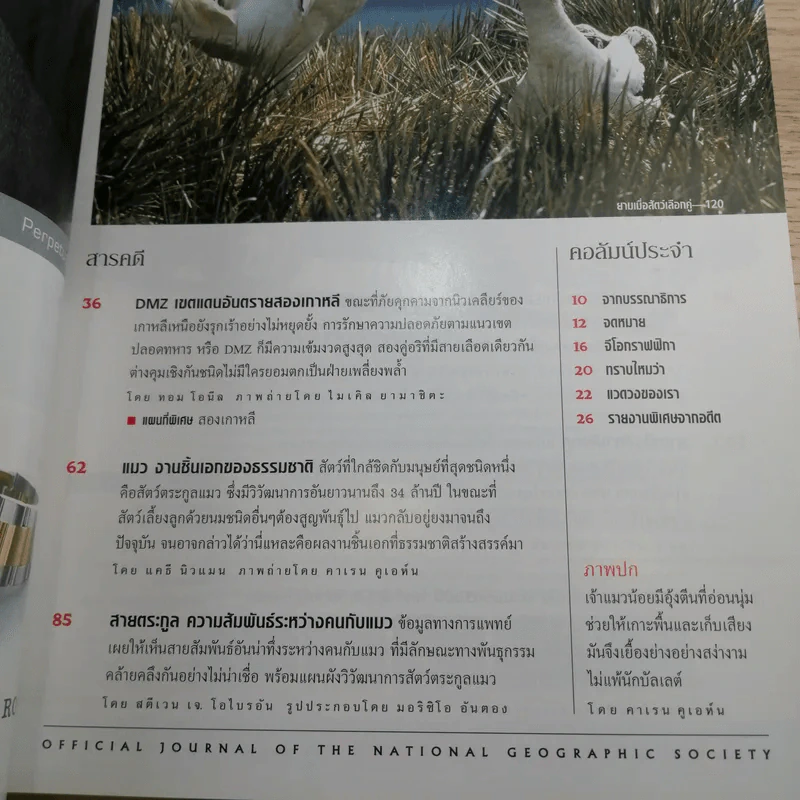 National Geographic ก.ค.2546 แมว ธรรมชาติช่างสรรค์สร้างมา รูปที่ 7