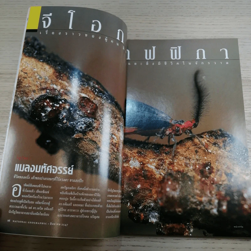 National Geographic ส.ค.2547 ทำไมต้องอ้วน รูปที่ 9