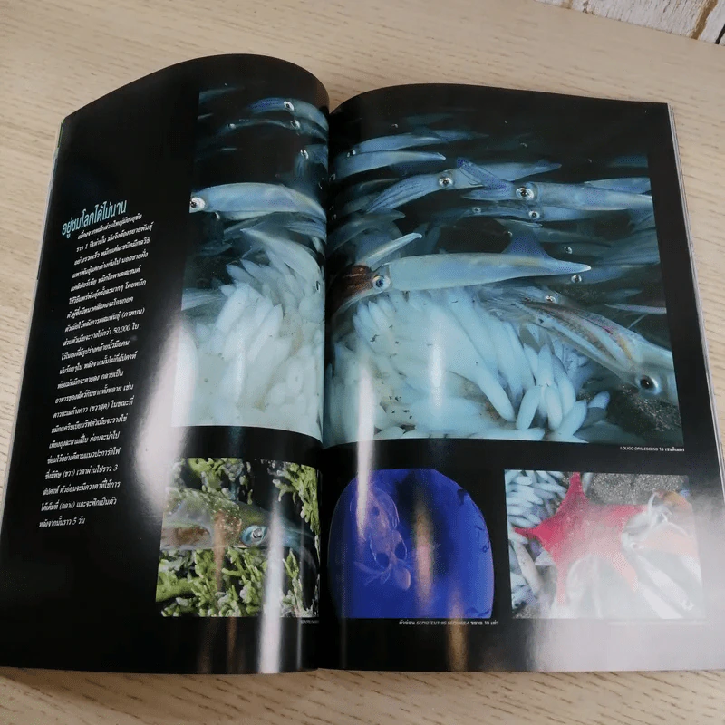 National Geographic ส.ค.2547 ทำไมต้องอ้วน รูปที่ 12