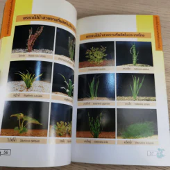 พรรณไม้น้ำสวยงาม Aquarium Plants รูปที่ 14