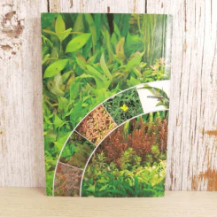 พรรณไม้น้ำสวยงาม Aquarium Plants รูปที่ 2