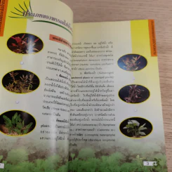 พรรณไม้น้ำสวยงาม Aquarium Plants รูปที่ 12