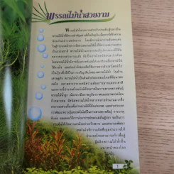 พรรณไม้น้ำสวยงาม Aquarium Plants รูปที่ 11